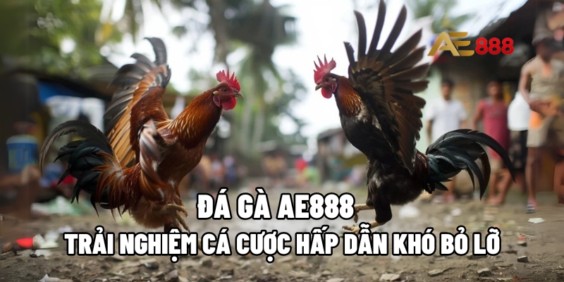 Đá gà AE888