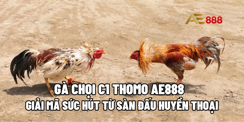 gà chọi C1 Thomo